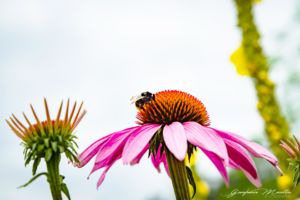 Giardino Botanico Issengo Brunico