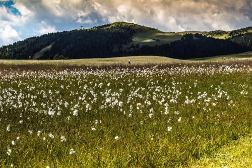 Alpe di Siusi