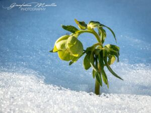 Colli Alti. Massiccio Monte Grappa